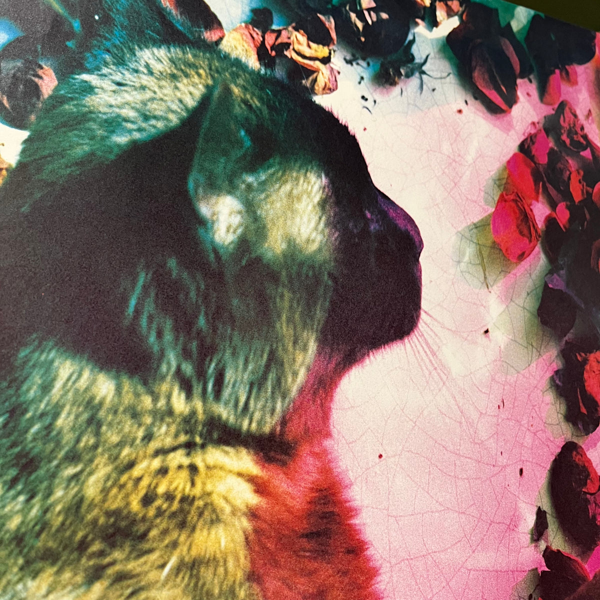 Vintage Pale Saints "4AD" The Comforts Of Madness Promotional Poster